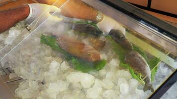 Fresco pescado en mar comida Tienda video