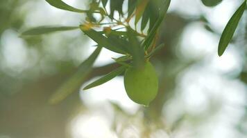 árbol rama con soltero verde aceituna video