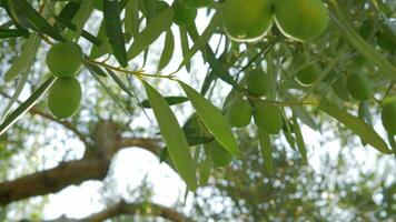 Branch of olive tree with green fruit video