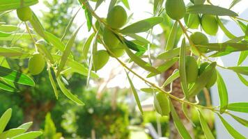 aceituna árbol en el jardín, ver en soleado día video