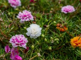 Beautiful flowers in the garden close up. photo