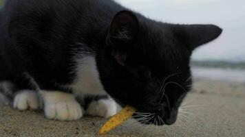 hongerig verdwaald kat aan het eten Patat buitenshuis video