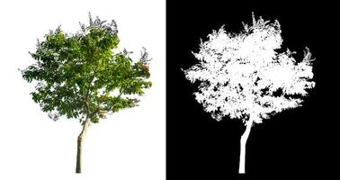 single tree on white background with clipping path and alpha channel on black background. photo