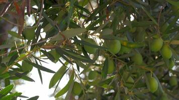 en mediaterraneo jardín verde aceituna árbol y rayo de sol video