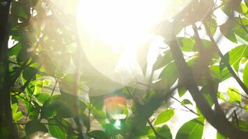 Scene with wet tree and sun flare video