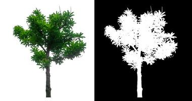 single tree on white background with clipping path and alpha channel on black background. photo