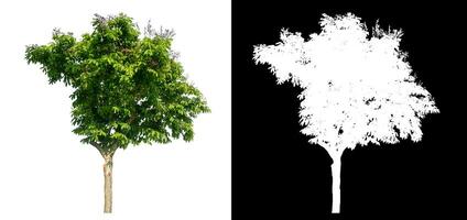 single tree on white background with clipping path and alpha channel on black background. photo