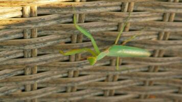 Praying mantis on wicker hedge video