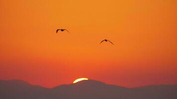 fliegend Möwen im Sonnenuntergang Himmel video