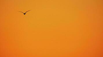 de várias gaivotas vôo dentro pôr do sol céu video