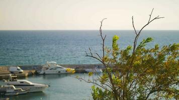 Meer, Kai mit Yachten und Baum im das Wind video