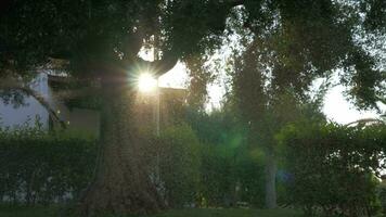 Aussicht zu das Garten durch Wasser Tropfen im Sonne Licht video