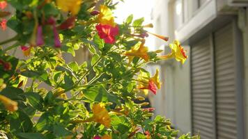 Blooming shrub in the light of bright sun video