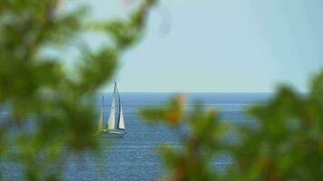 View through tree branches to the yacht sailing in sea video