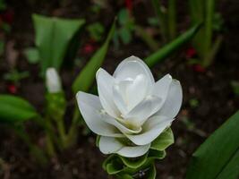 Beautiful flowers in the garden close up. photo