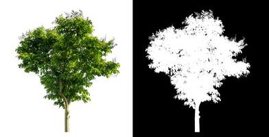 single tree on white background with clipping path and alpha channel on black background. photo