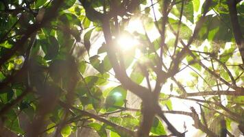 Sonne leuchtenden durch das Baum Geäst während Bewässerung video