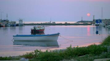 marinho tarde cena do quieto Porto com amarrado acima barcos e gaivotas video