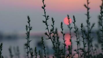 vue à le coucher du soleil et Lac par le herbe video