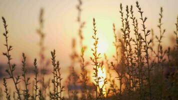 le coucher du soleil reflétant dans eau, vue par le herbe video