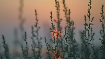 Visualizza per rosso sera sole attraverso il erba video