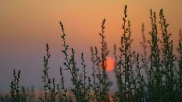 rot Abend Sonne, Aussicht durch das Gras video