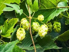 Ripening in autumn of fresh green hop cones on a branch. Used for making beer, bread, in medicine, pharmacology, close-up photo