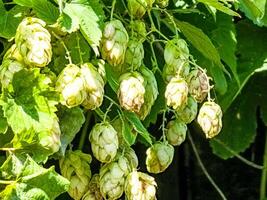 Ripening in autumn of fresh green hop cones on a branch. Used for making beer, bread, in medicine, pharmacology, close-up photo