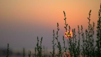 soir scène avec rouge Soleil et herbe video