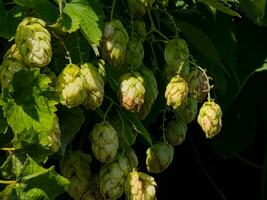 Ripening in autumn of fresh green hop cones on a branch. Used for making beer, bread, in medicine, pharmacology, close-up photo