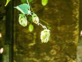 Ripening in autumn of fresh green hop cones on a branch. Used for making beer, bread, in medicine, pharmacology, close-up photo