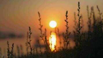 Nature scene with grass and sunset over water video