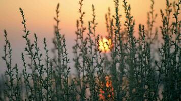 tarde cenário com pôr do sol, Visão através a Relva video