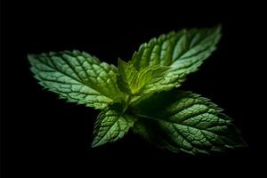 papermint leaf isolated on black background photo