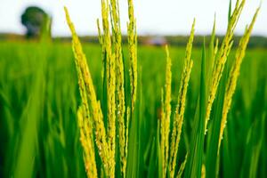 close up rice plants in rice fields with blur background photo