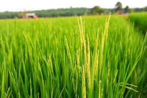 close up rice plants in rice fields with blur background photo