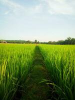 Green rice fields in a wide rice field in the countryside photo