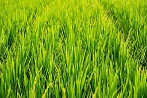 Green rice fields in a wide rice field in the countryside photo