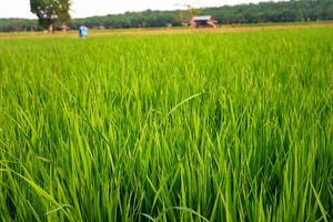 Green rice fields in a wide rice field in the countryside photo