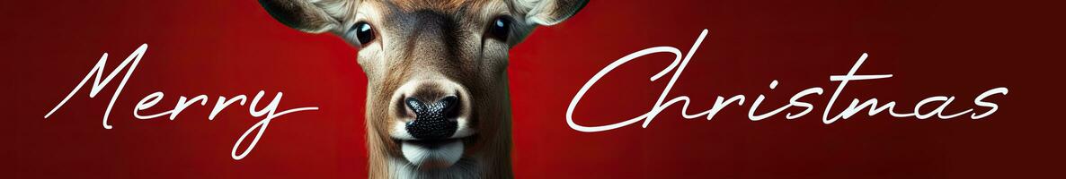 Merry Christmas and Happy New Year banner with cute deer on red background. Cute face of a playful deer on a festive background. photo