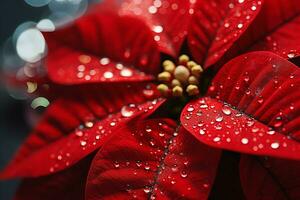 un rojo Navidad flor de pascua flor, con agua gotas en él. Mañana amanecer contraluz. ai generado. foto