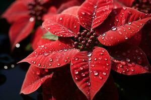 un rojo Navidad flor de pascua flor, con agua gotas en él. Mañana amanecer contraluz. ai generado. foto