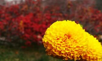 Close-up view of yellow marigold in the garden photo