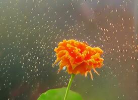 ver de vistoso belleza de flor plantas por ai generado foto