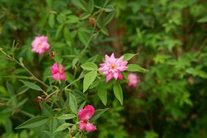 beautiful rosa flower plant in the garden photo