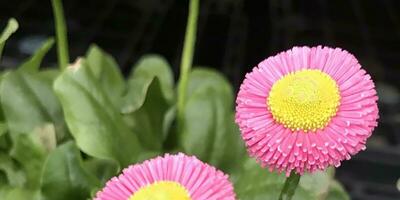 Close-up views of a beautyfull  colorized natural flowers in  the botany garden. photo