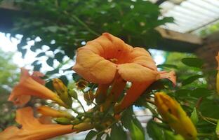 Natural beautiful of orange color ampsis grandiflora, Chinese trumpet creeper branches or vigorous trumpet vine is a genus of flowering plants . photo