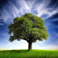 Beautiful landscape with tree, photo