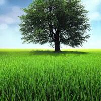 Beautiful landscape with tree, photo