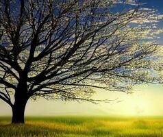 Beautiful landscape with tree, photo